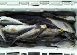 長栄丸(静岡) 釣果