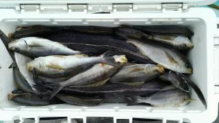 長栄丸(静岡) 釣果