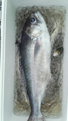 長栄丸(静岡) 釣果