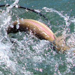 小菅トラウトガーデン 釣果