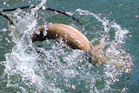 小菅トラウトガーデン 釣果