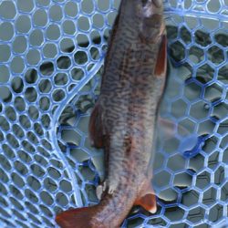 小菅トラウトガーデン 釣果