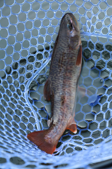 小菅トラウトガーデン 釣果