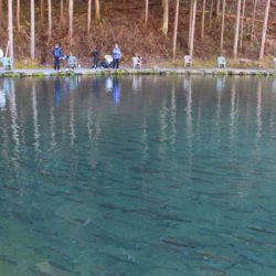 小菅トラウトガーデン 釣果