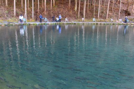 小菅トラウトガーデン 釣果