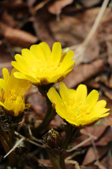 小菅トラウトガーデン 釣果