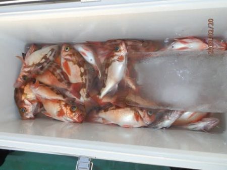 第二むつ漁丸 釣果