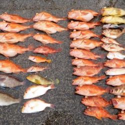 第二一之紀丸(ダイニイチノキマル) 釣果