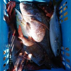 たかみ丸 釣果