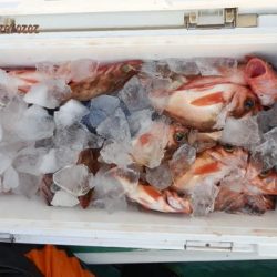 第二むつ漁丸 釣果