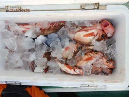 第二むつ漁丸 釣果