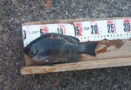 アイゴ！コッパとアジ沢山＾＾Ｖ