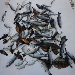 TOPGUN名古屋 釣果