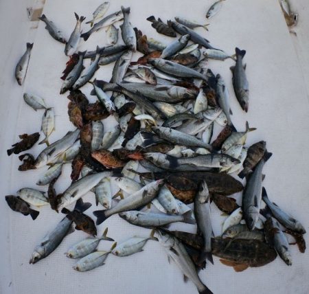 TOPGUN名古屋 釣果