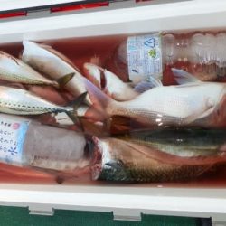 第二むつ漁丸 釣果