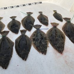 Magic(マジック) 釣果