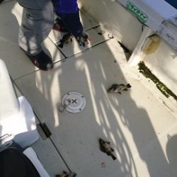 遊漁船 ニライカナイ 釣果