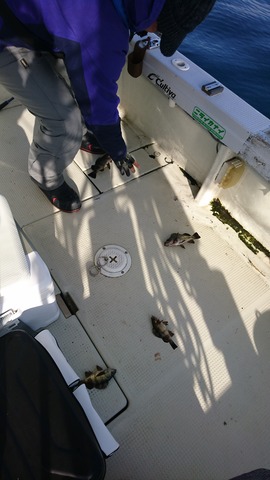 遊漁船 ニライカナイ 釣果