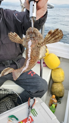 遊漁船　ニライカナイ 釣果