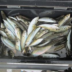 下関フィッシングパーク 釣果