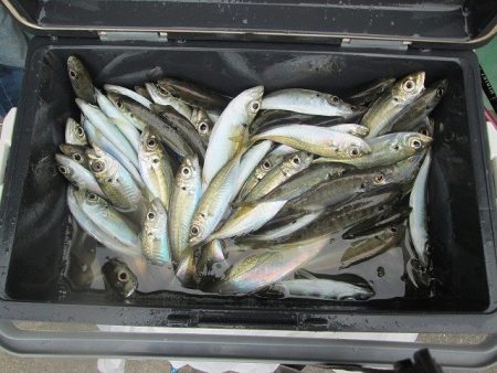 下関フィッシングパーク 釣果