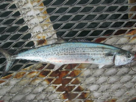 下関フィッシングパーク 釣果