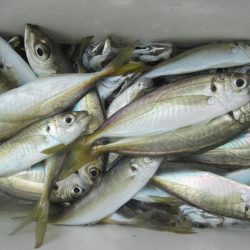 下関フィッシングパーク 釣果