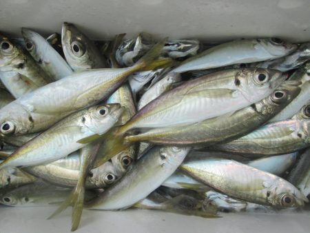 下関フィッシングパーク 釣果