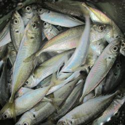 下関フィッシングパーク 釣果