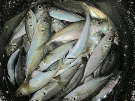 下関フィッシングパーク 釣果