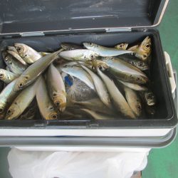 下関フィッシングパーク 釣果