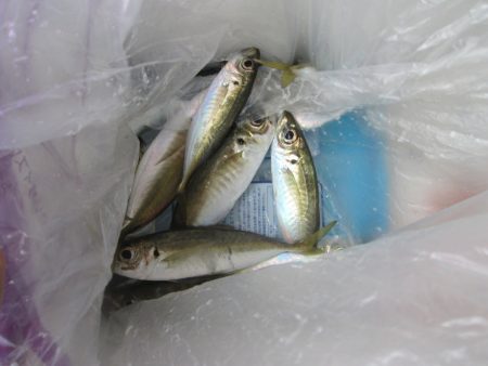 下関フィッシングパーク 釣果