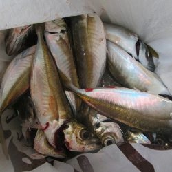 下関フィッシングパーク 釣果