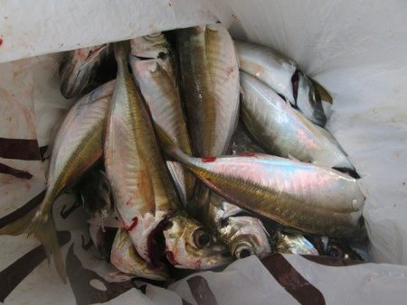 下関フィッシングパーク 釣果