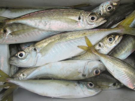 下関フィッシングパーク 釣果