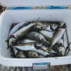 下関フィッシングパーク 釣果