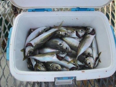 下関フィッシングパーク 釣果