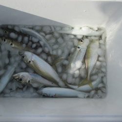 下関フィッシングパーク 釣果