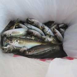 下関フィッシングパーク 釣果