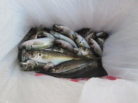 下関フィッシングパーク 釣果