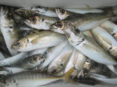 下関フィッシングパーク 釣果