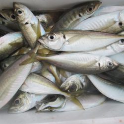 下関フィッシングパーク 釣果