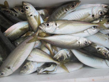 下関フィッシングパーク 釣果