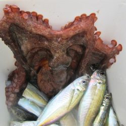 下関フィッシングパーク 釣果