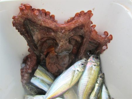 下関フィッシングパーク 釣果