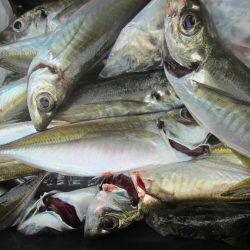 下関フィッシングパーク 釣果