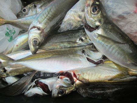 下関フィッシングパーク 釣果