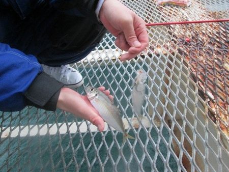 下関フィッシングパーク 釣果