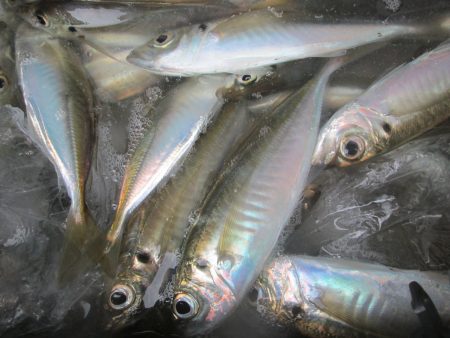 下関フィッシングパーク 釣果