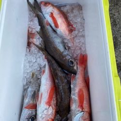 へいみつ丸 釣果